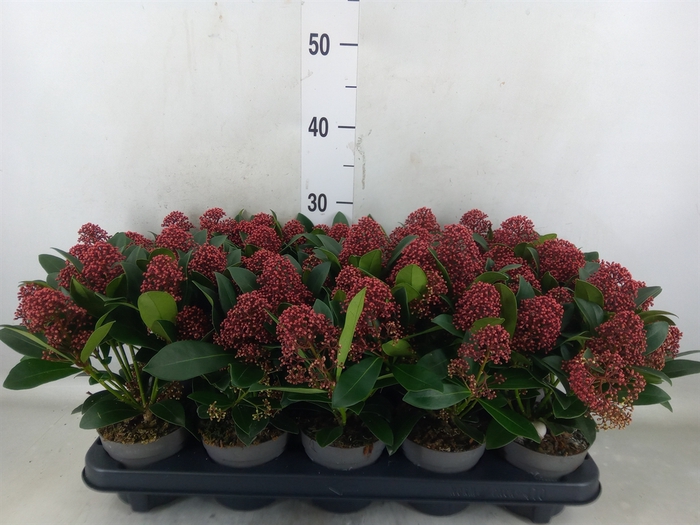 <h4>Skimmia jap. 'Rubella'</h4>