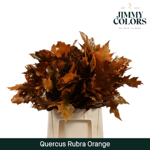 Quercus Rubra L60 Klbh. Oranje