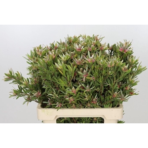 Leucadendron ayoba star pearl