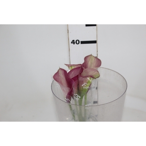 CALLA ROMANCE 040 CM
