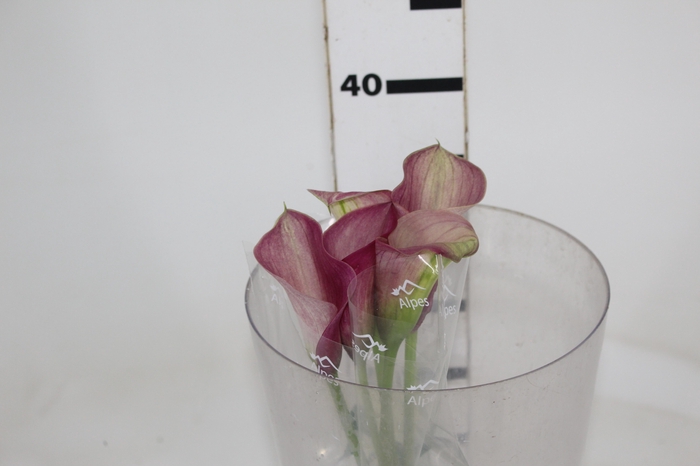 <h4>CALLA ROMANCE 040 CM</h4>