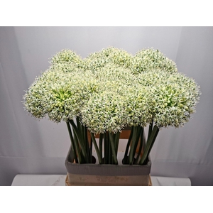 ALLIUM MOUNT EVEREST