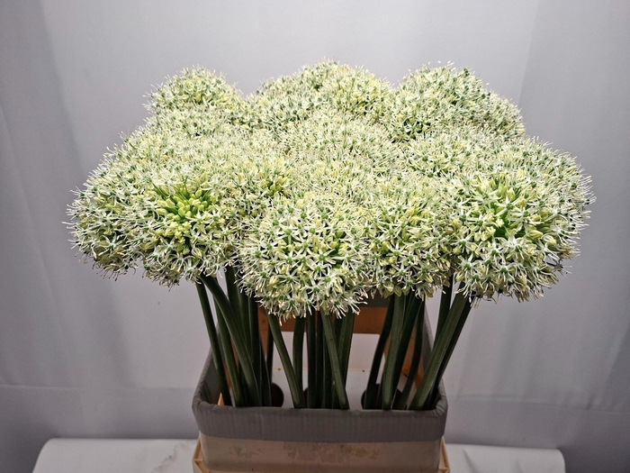 <h4>ALLIUM MOUNT EVEREST</h4>