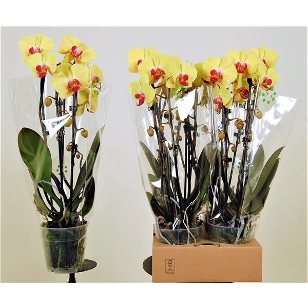 <h4>Goldion cascade 2 tak</h4>