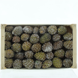PINE CONE