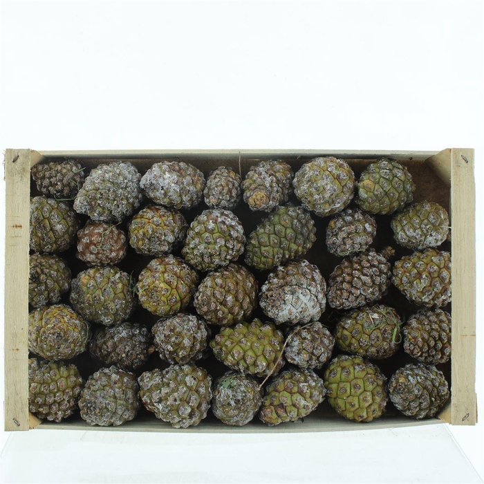 <h4>PINE CONE</h4>