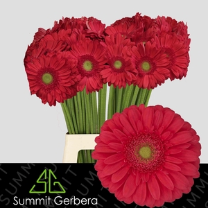 Gerbera Treasure Water x40 Lang