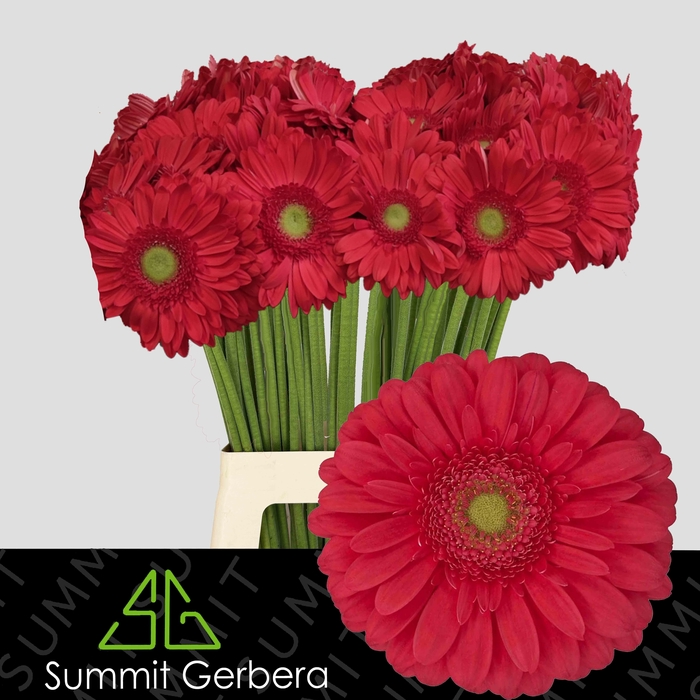 <h4>Gerbera Treasure Water x40 Lang</h4>