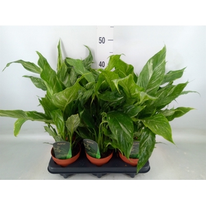 Spathiphyllum  'Diamond'