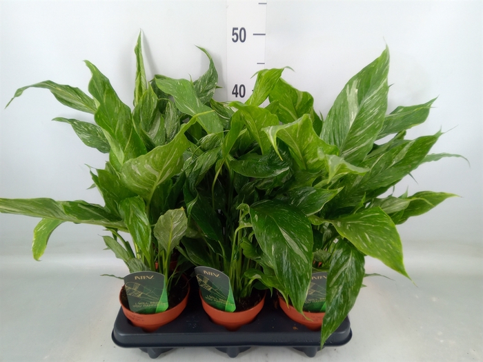 <h4>Spathiphyllum  'Diamond'</h4>