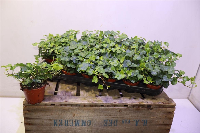 <h4>arr8 Hed He Wonder</h4>