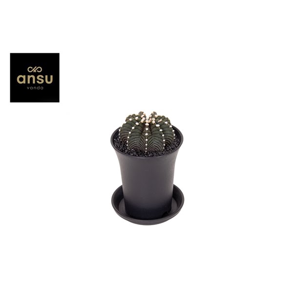 <h4>Gymno Cactus 'Black'</h4>