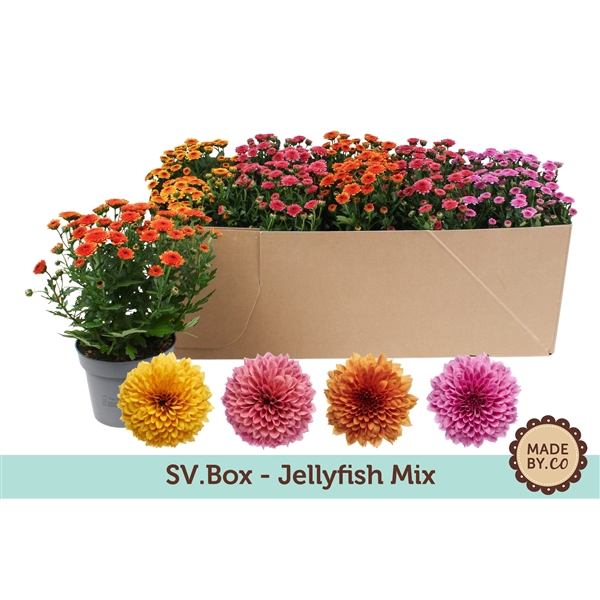 <h4>Chrysant Jellyfish Mix in SV.Box</h4>