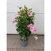 Dipladenia dubbelboog Cream Pink