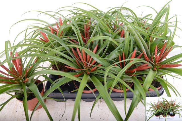 <h4>Tillandsia flabellata</h4>
