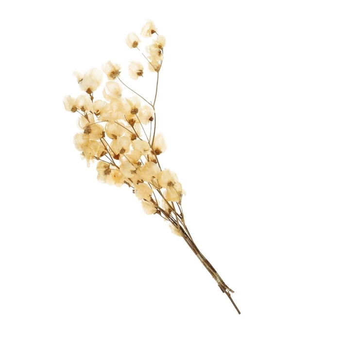 <h4>Droogbloem Bougainvillea 45-55cm</h4>
