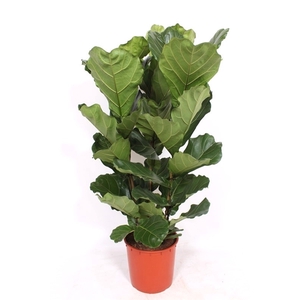 Ficus lyrata 3 per pot