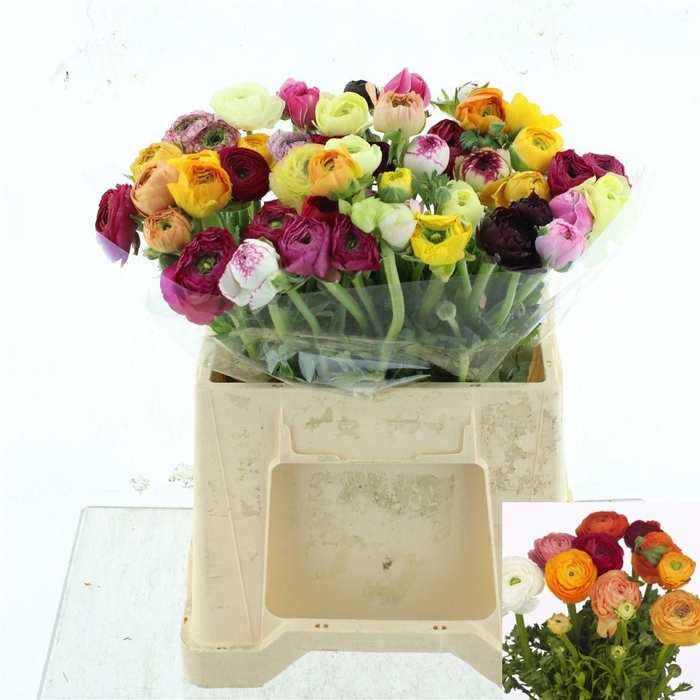 <h4>RAN GEM IN BOS</h4>