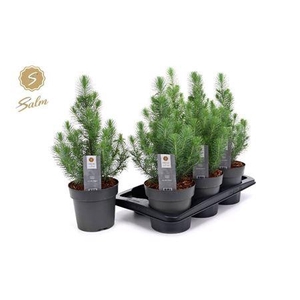 Pinus Silver Crest