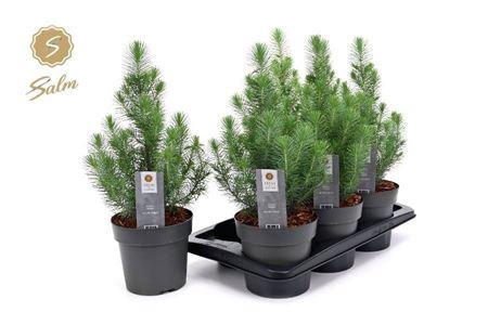 <h4>Pinus Silver Crest</h4>