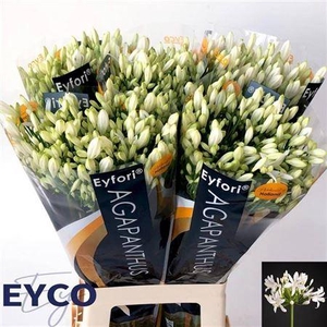 Agap Eyfori White