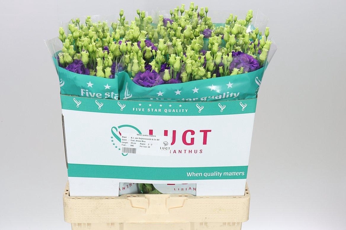 <h4>Eust Du Alissa Blue</h4>