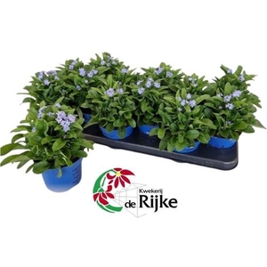 Myosotis Mon Amie Blauw