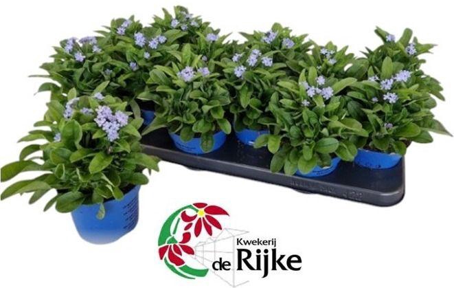 <h4>Myosotis Mon Amie Blauw</h4>
