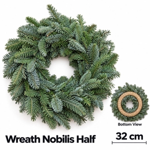 ABIES NOBILIS BLAUW