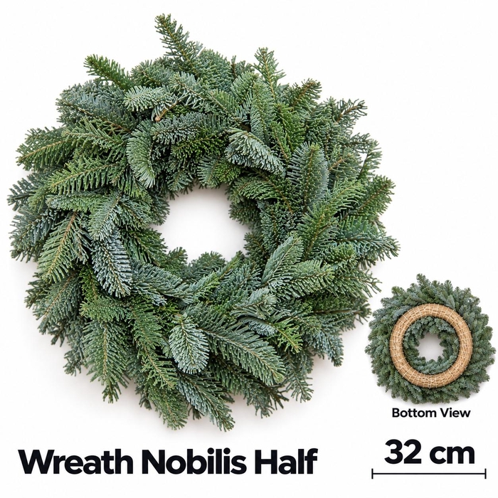 <h4>ABIES NOBILIS BLAUW</h4>