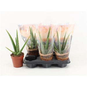 Aloe vera