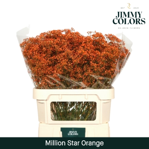 <h4>Gyps Million Star L80 Orange</h4>