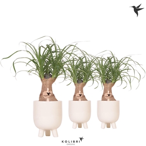 Kolibri Greens Beaucarnea in Gummy pot travertine