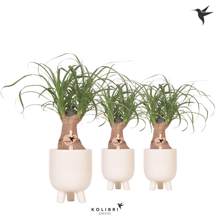 <h4>Kolibri Greens Beaucarnea in Gummy pot travertine</h4>