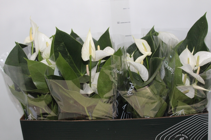 <h4>ANTHURIUM WHITE WINNER P15 BRANCO</h4>