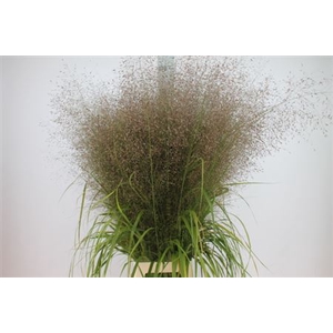 Siergras Eregrostis Exclusiv
