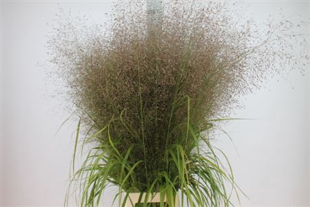 Siergras Eregrostis Exclusiv