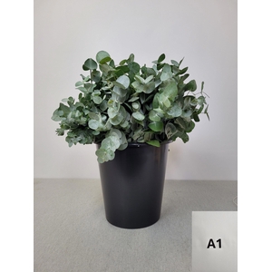 EUC CINEREA PER STEEL -IT-