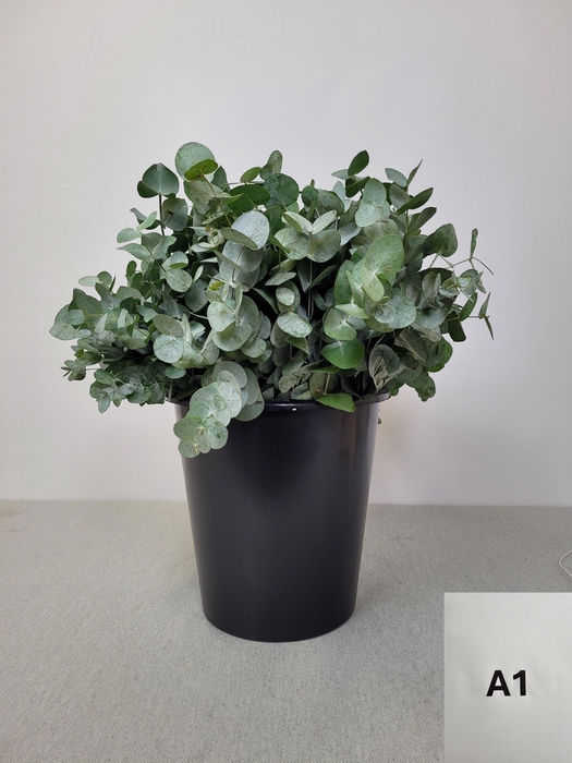 <h4>EUC CINEREA PER STEEL -IT-</h4>