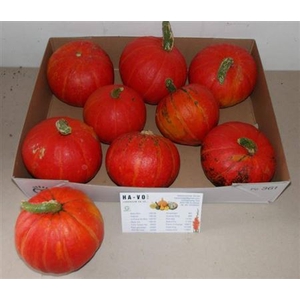 Cucurbita (kalebas)
