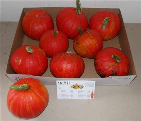 <h4>Cucurbita (kalebas)</h4>