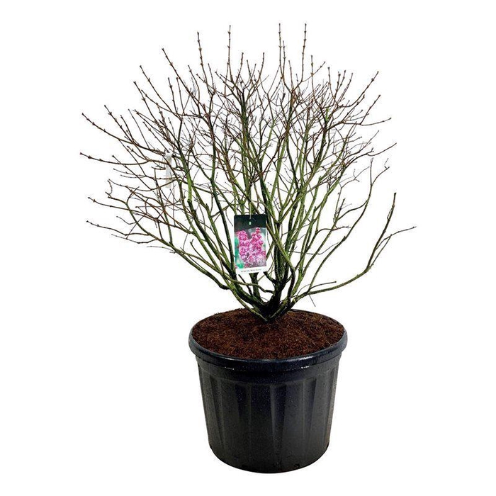 <h4>Syringa v. 'Michel Buchner'</h4>