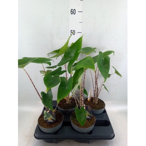 Alocasia zebrina