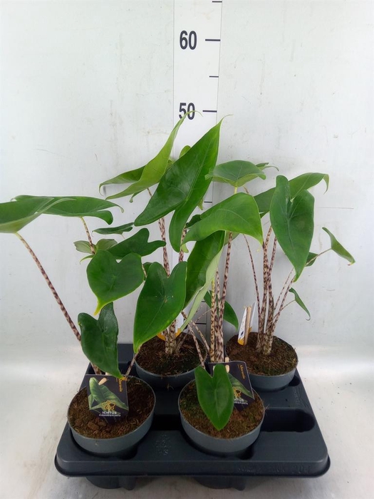 <h4>Alocasia zebrina</h4>