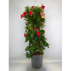 Mandevilla am. 'Sundav Red'