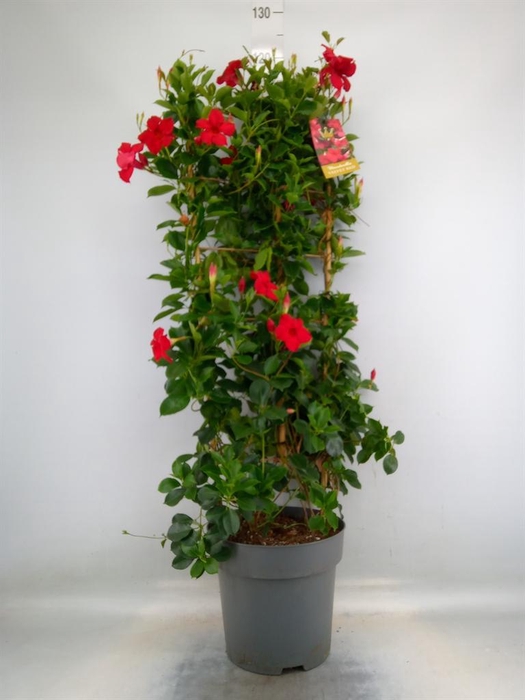 <h4>Mandevilla am. 'Sundav Red'</h4>