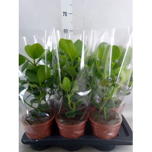 Clusia rosea 'Princess'