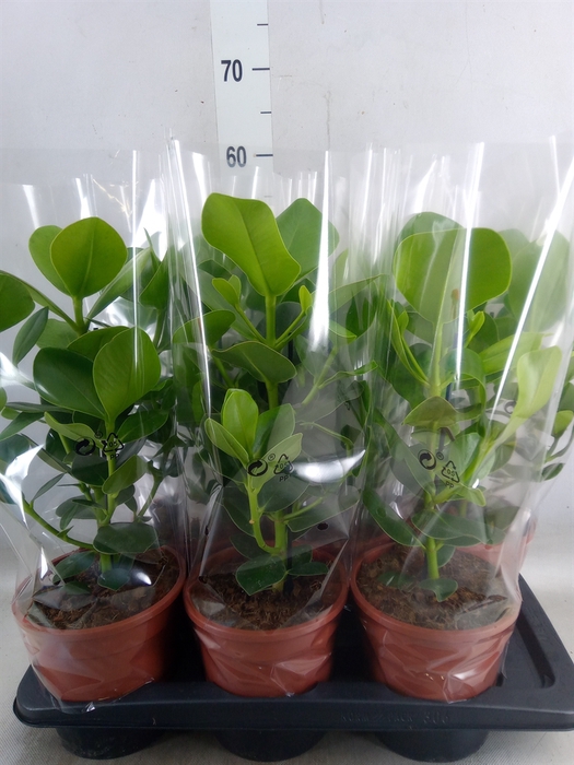 <h4>Clusia rosea 'Princess'</h4>
