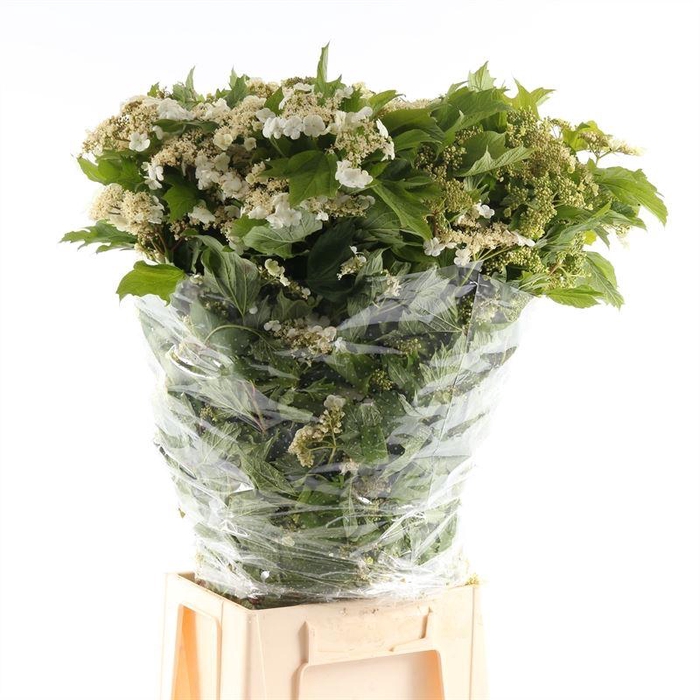 <h4>Viburnum Compacta Bloei</h4>