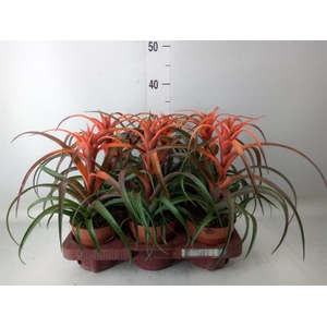 Tillandsia capitata 'Hermosa'